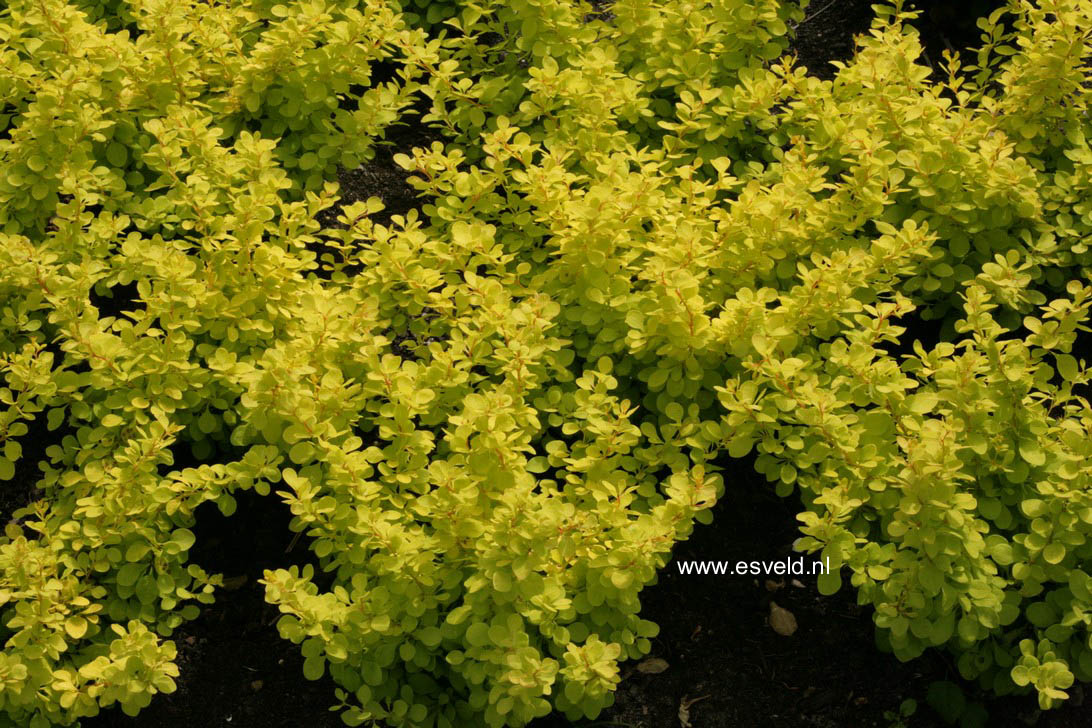 Berberis thunbergii 'Golden Carpet'