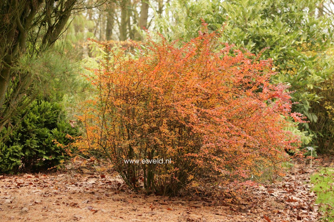 Berberis thunbergii 'Golden Ring' (36996)