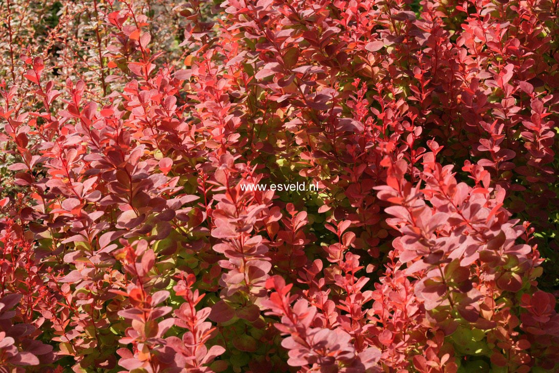 Berberis thunbergii 'Orange Rocket'