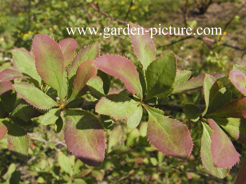 Berberis vulgaris