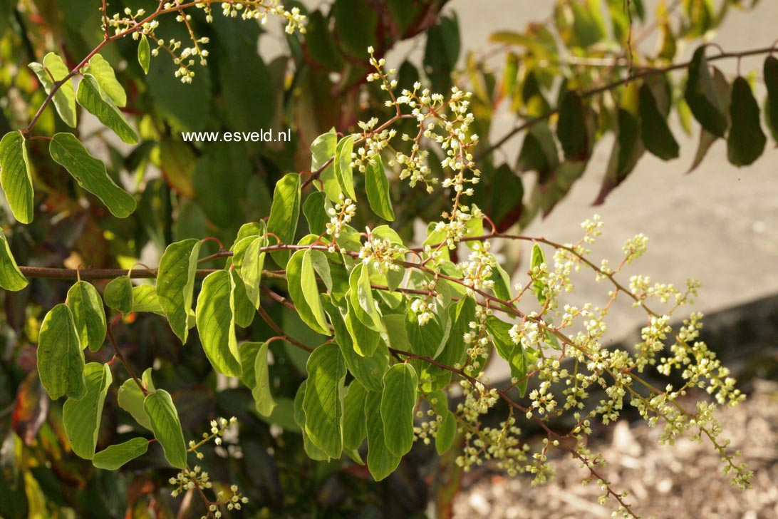 Berchemia racemosa