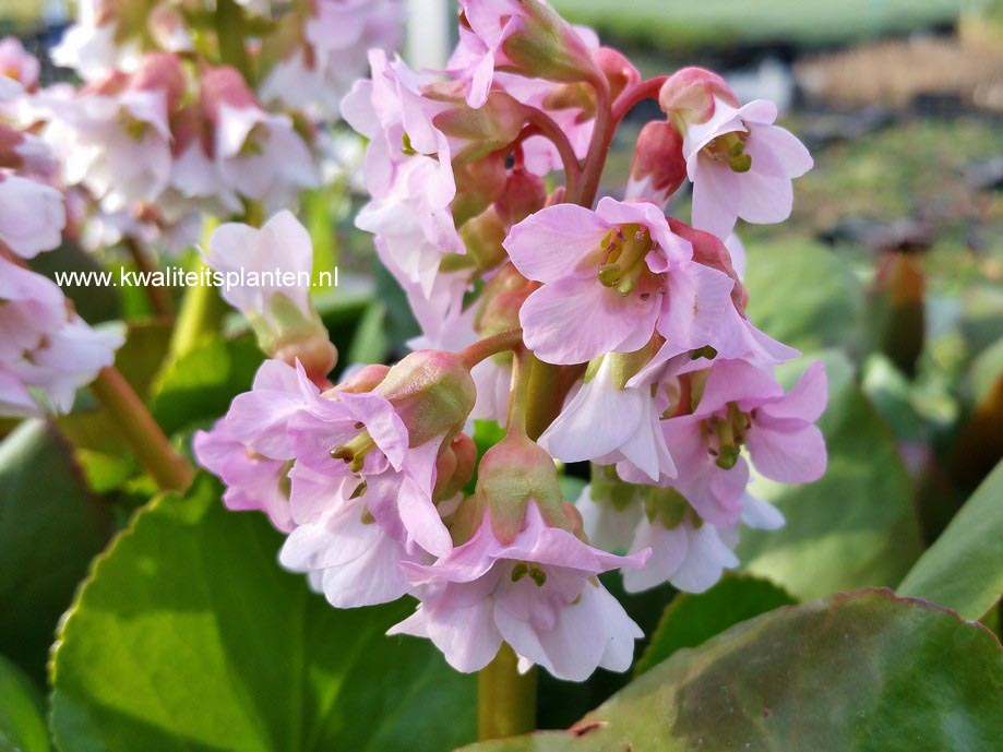 Bergenia 'Baby Doll'