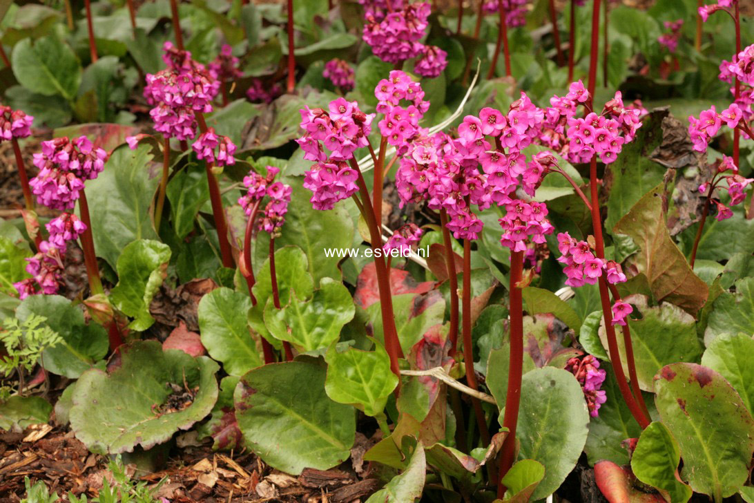 Bergenia 'Bressingham Beauty'