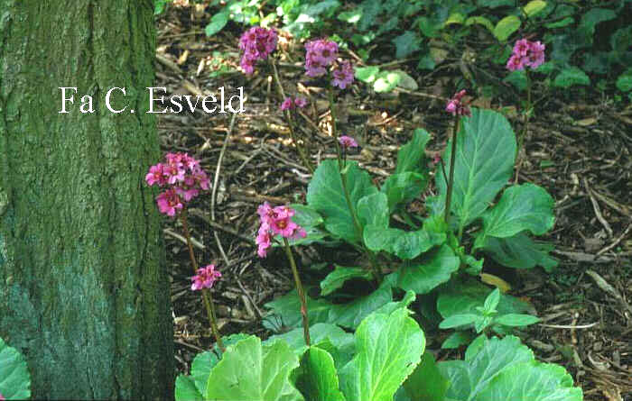 Bergenia 'Morgenrote'