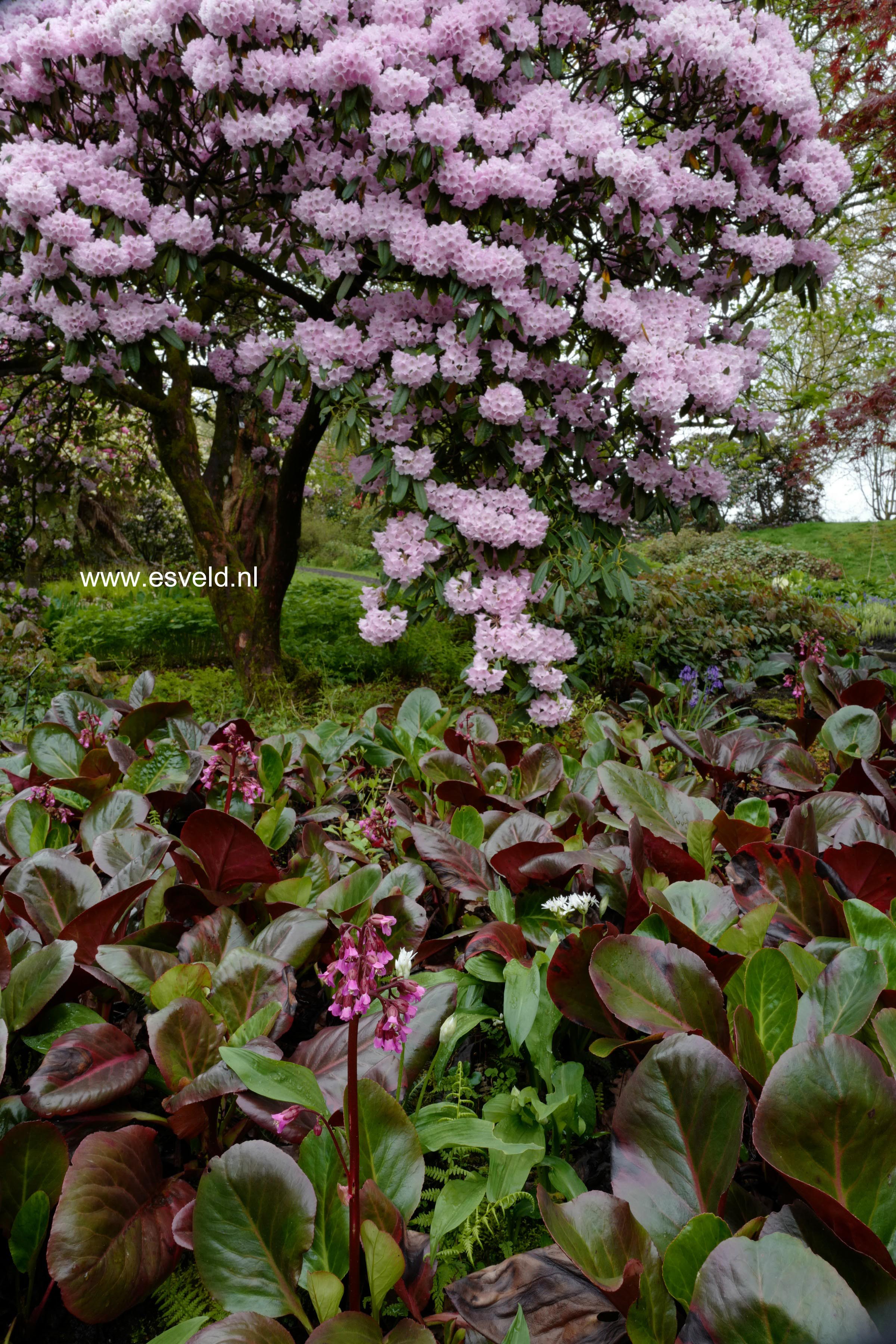 Bergenia purpurascens