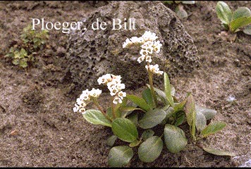 Bergenia stracheyi 'Alba'