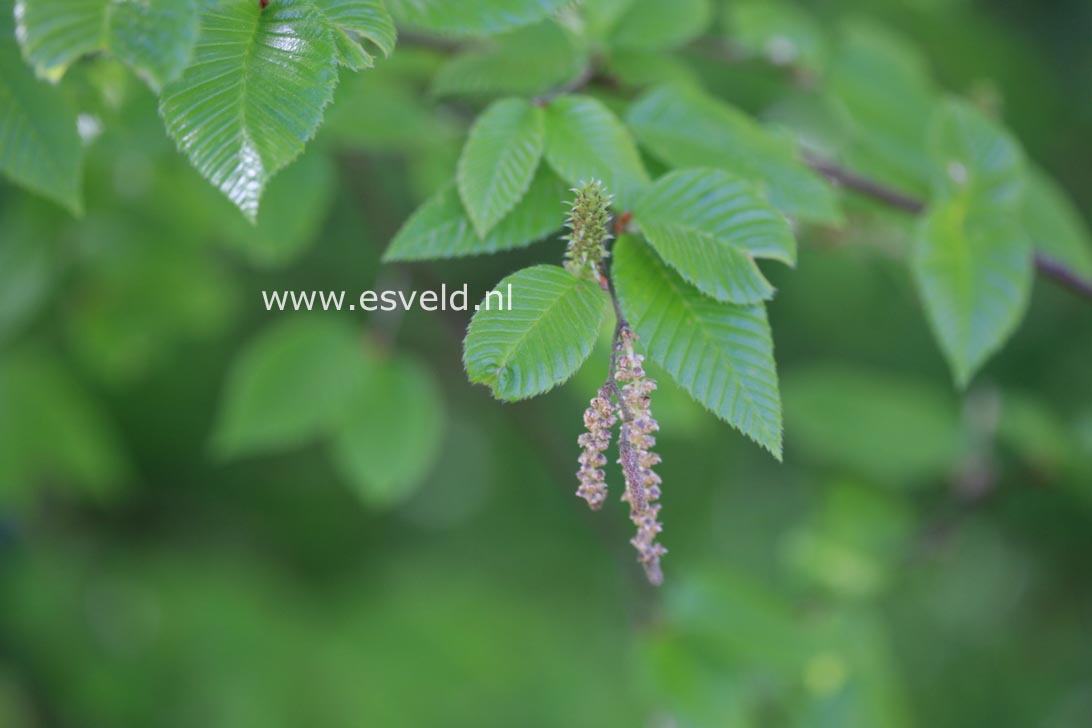 Betula chichibuensis