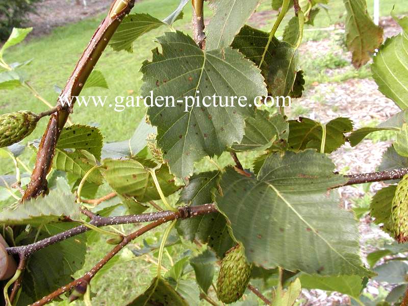 Betula ermanii 'Grayswood Hill'