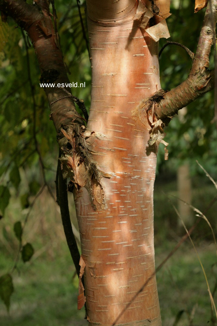 Betula ermanii 'Hakkoda Orange'