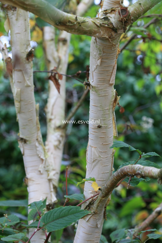 Betula ermanii 'Pendula'