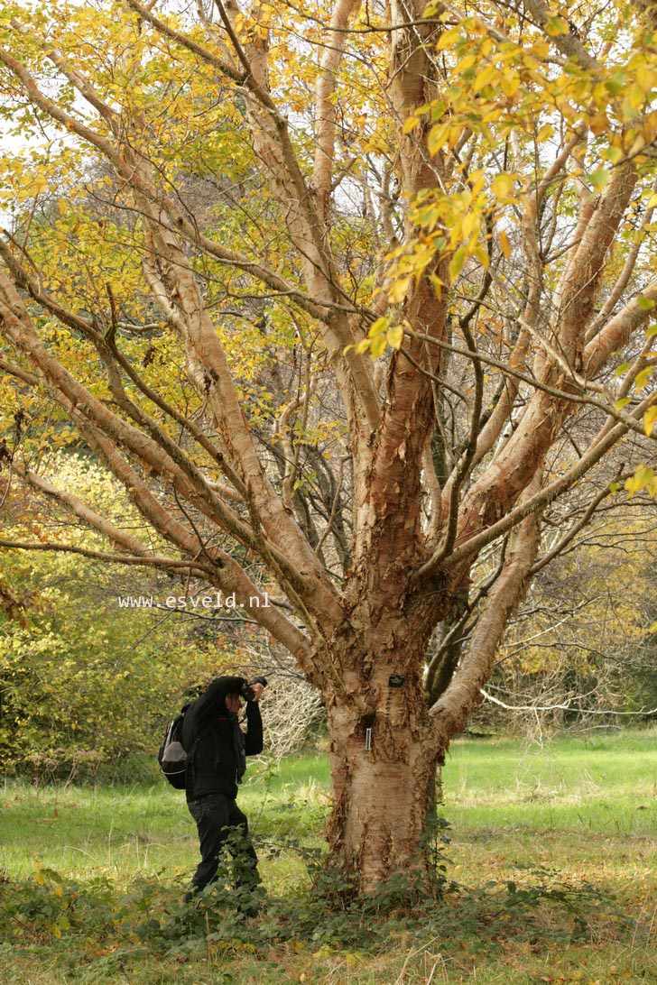 Betula ermanii var. subcordata
