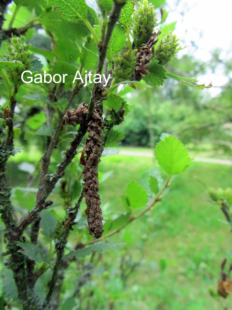 Betula humilis