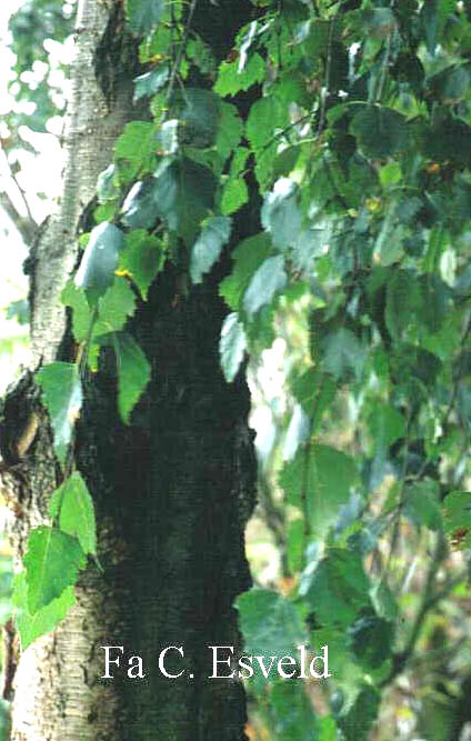 Betula obscura