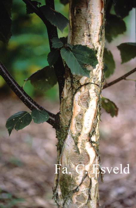 Betula papyrifera 'Saint George'