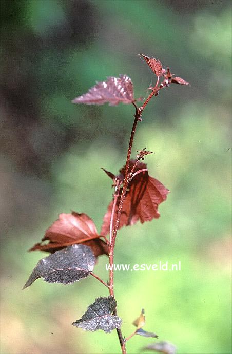 Betula pendula 'Crimson Frost'