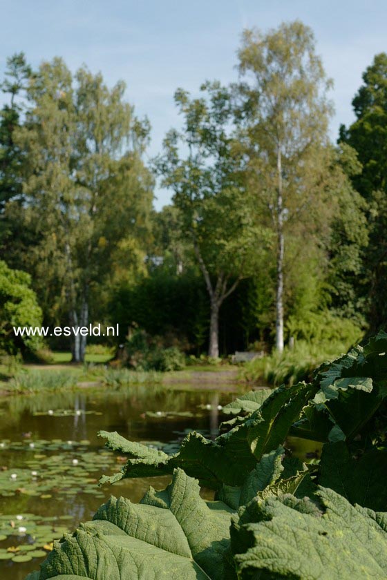 Betula pendula 'Crispa'