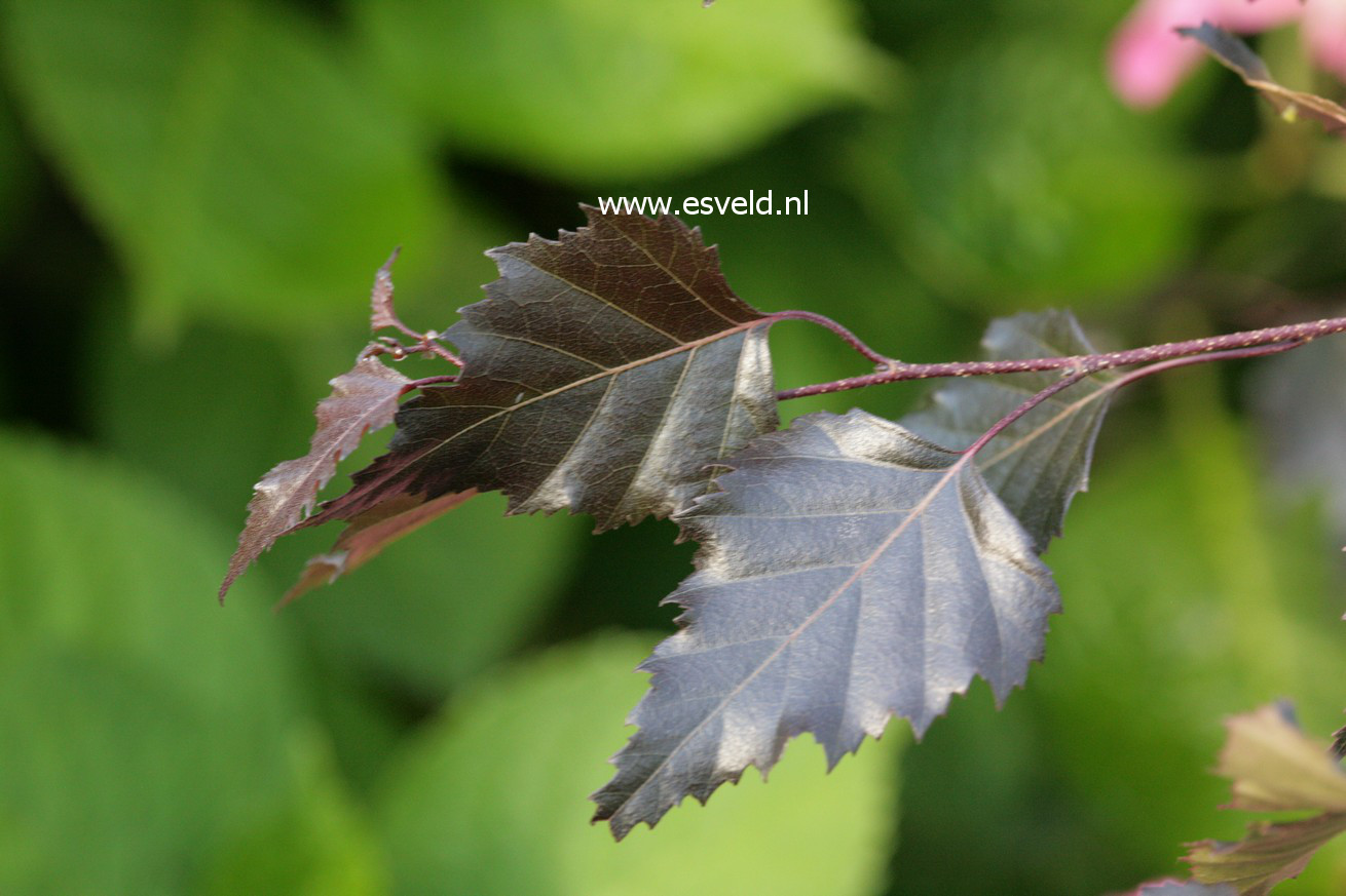 Betula pendula 'Penci-2' (ROYAL FROST)