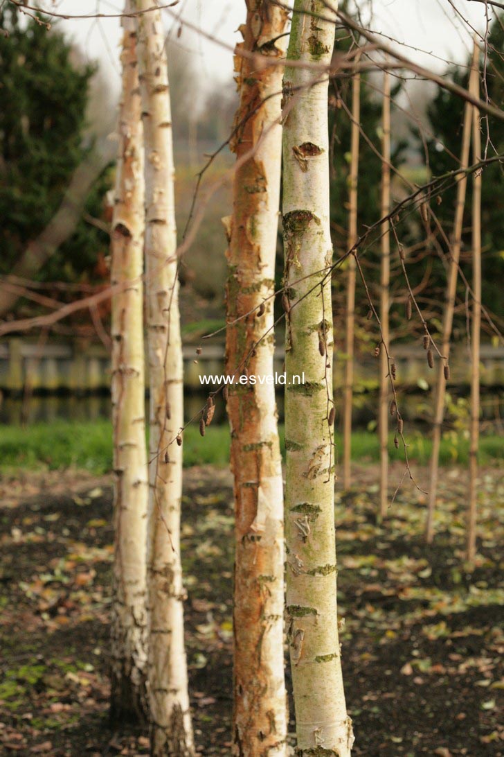 Betula pendula 'Westonbirt'
