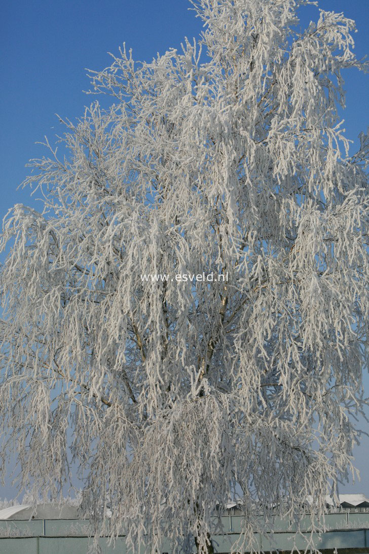 Betula platyphylla japonica