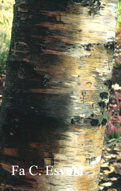 Betula platyphylla ssp. mandshurica Betula platyphylla ssp. mandshurica
