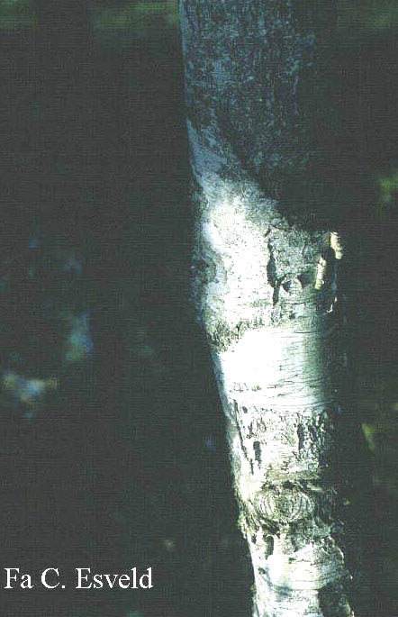 Betula platyphylla szechuanica