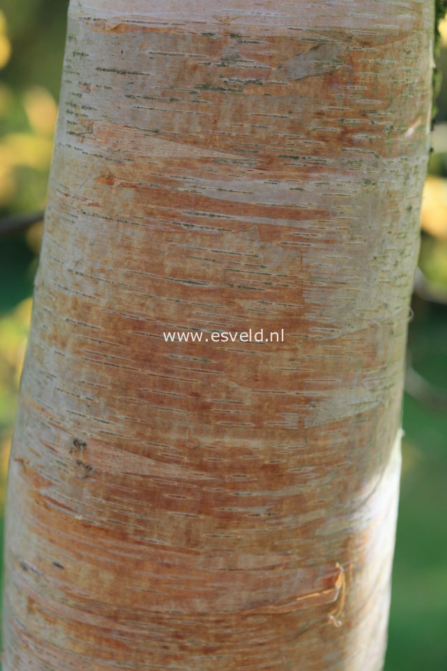 Betula populifolia