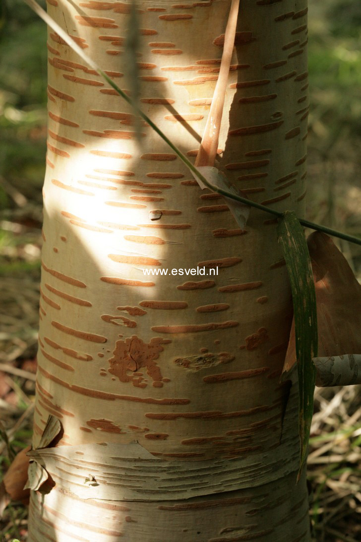 Betula utilis 'Forrest's Blush'