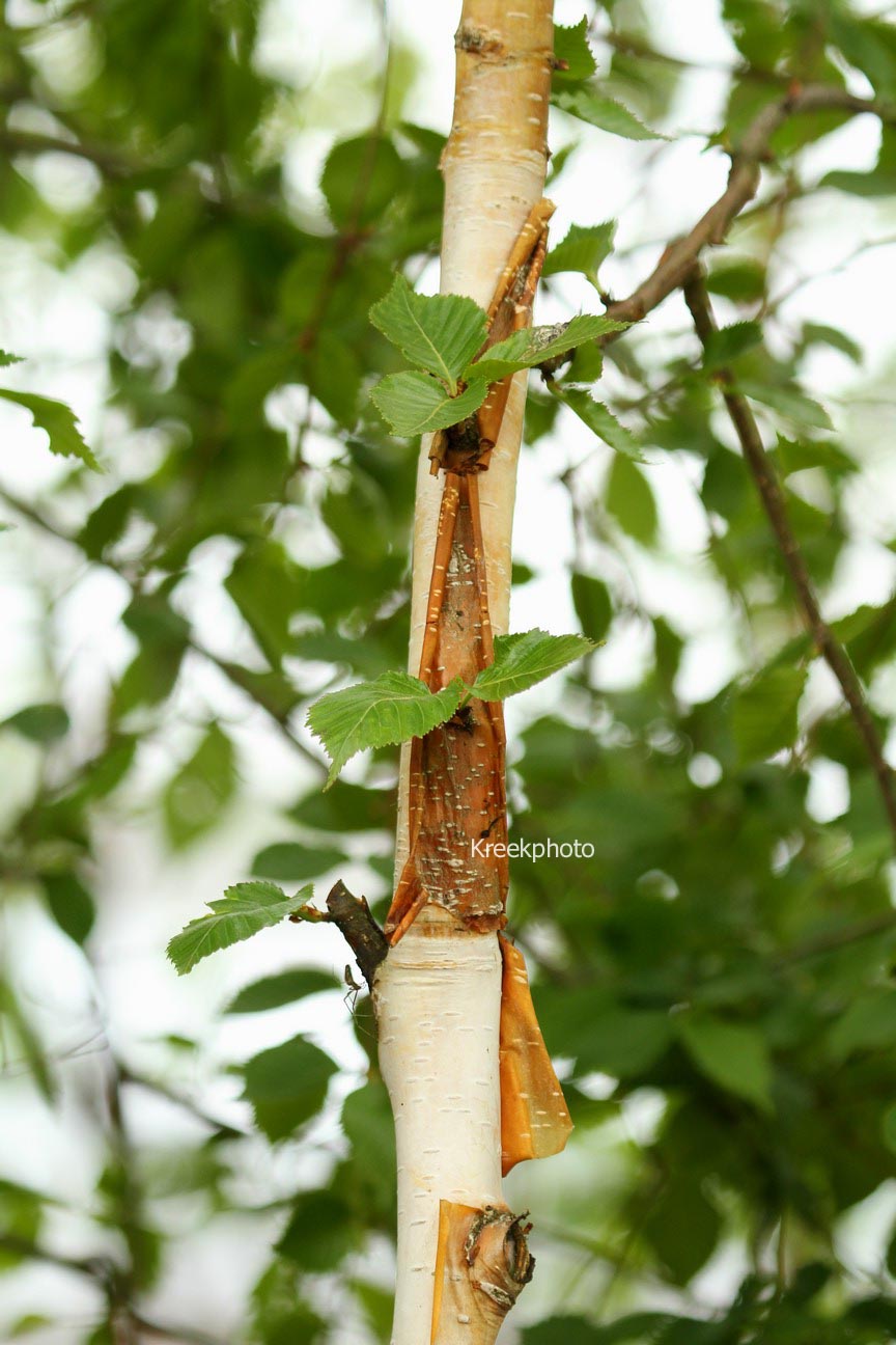 Betula utilis 'Knightshayes' (94826)