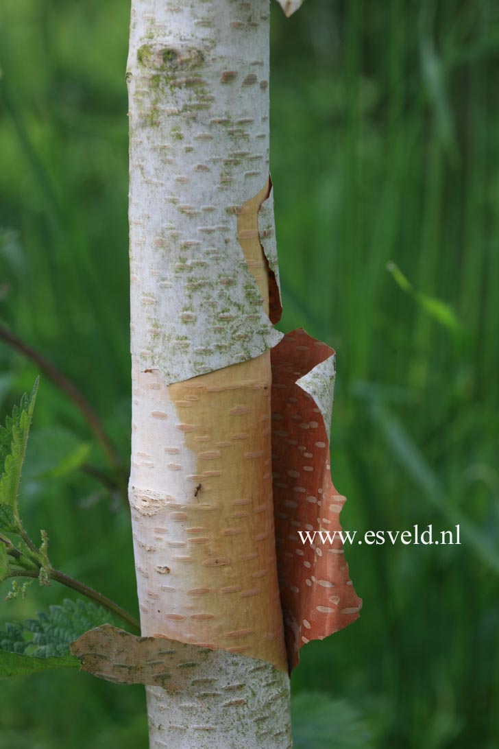 Betula utilis 'Marble Stem' Betula utilis 'Marble Stem'