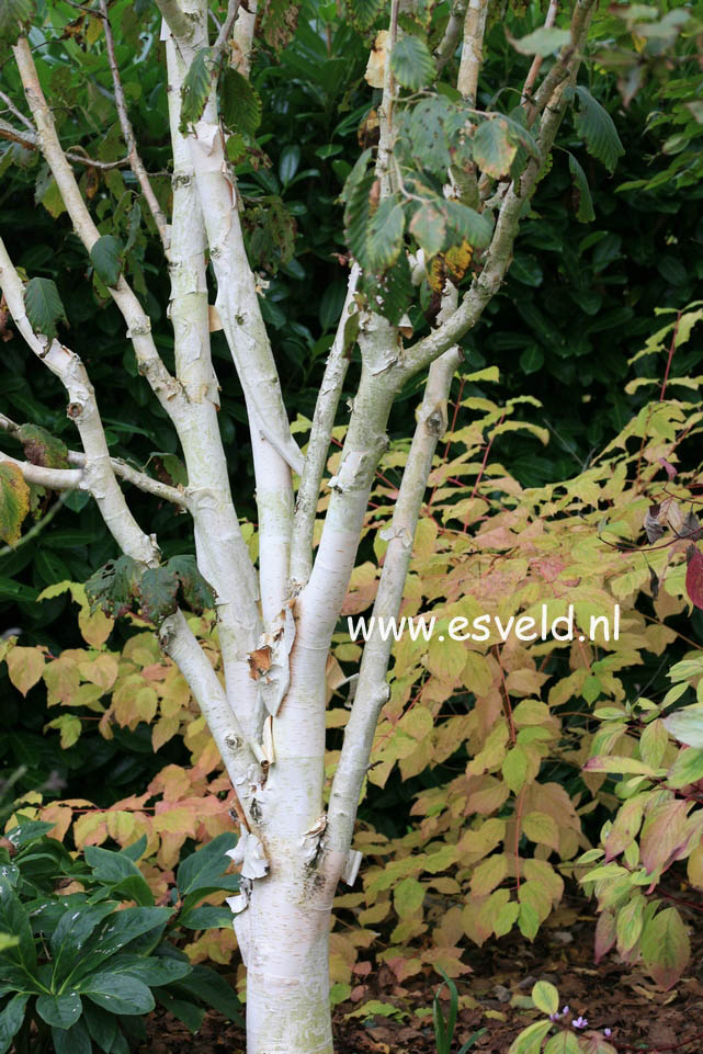 Betula utilis 'Silver Shadow'