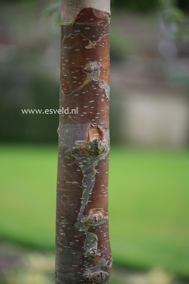 Betula utilis 'Wakehurst Chocolate'