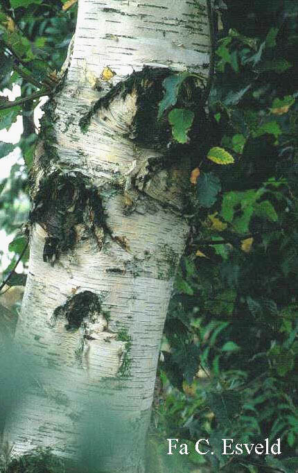 Betula utilis 'Werrington' (4708)