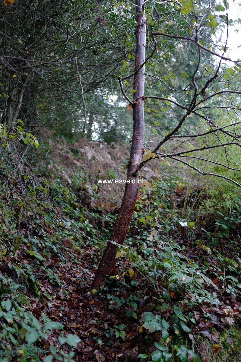 Betula utilis prattii