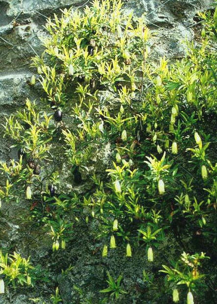 Billardiera longiflora Billardiera longiflora