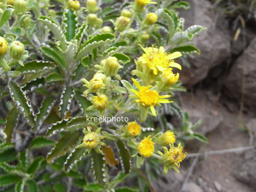 Brachyglottis monroi