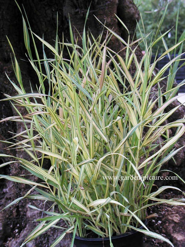 Bromus inermis 'Skinner's Gold'