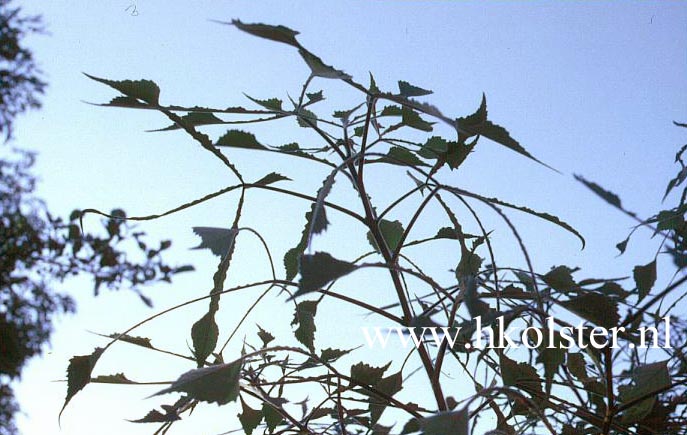 Broussonetia papyrifera 'Billardii' Broussonetia papyrifera 'Billardii'