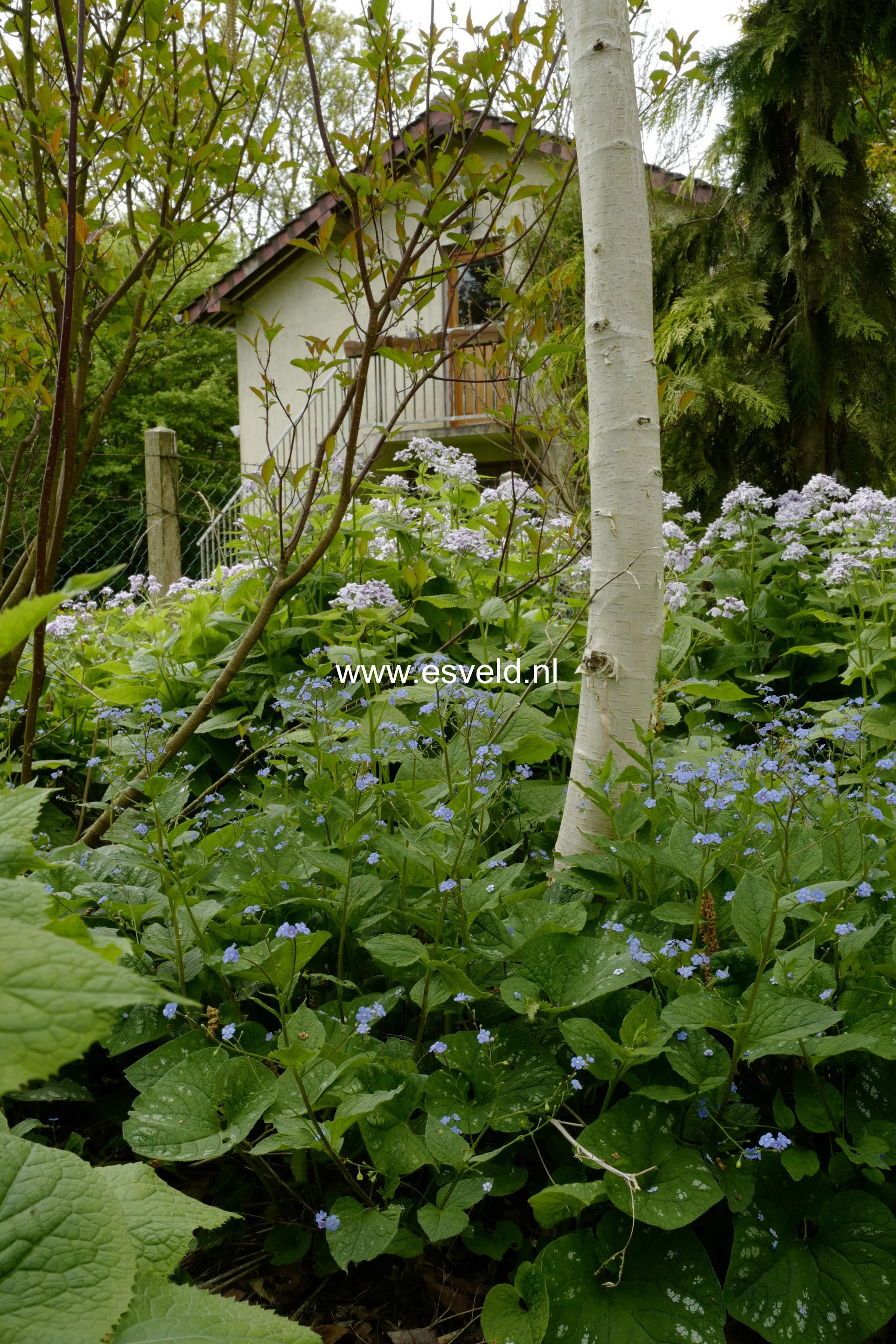 Brunnera macrophylla 'Langtrees'