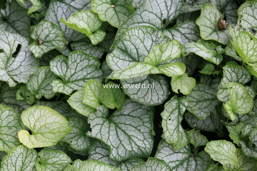 Brunnera macrophylla 'Mr. Morse'