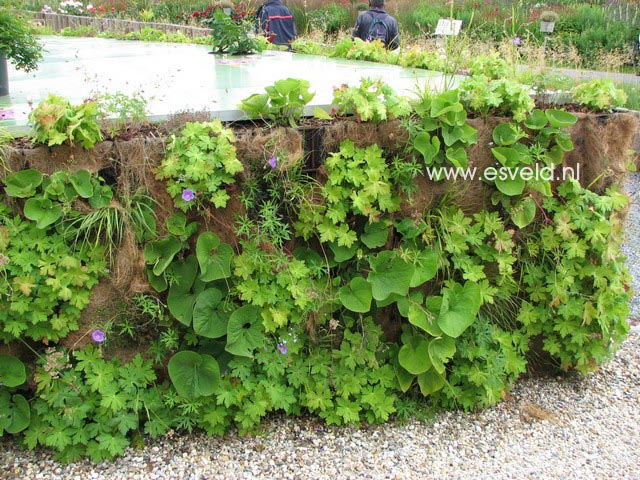Brunnera macrophylla