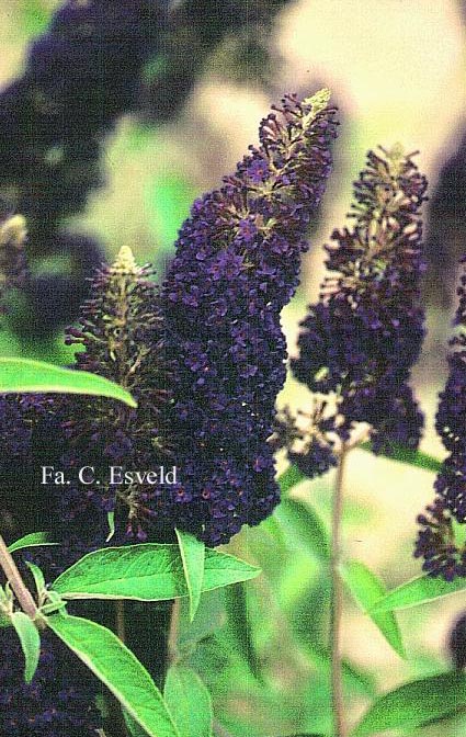 Buddleja davidii 'Adokeep' (ADONIS BLUE)