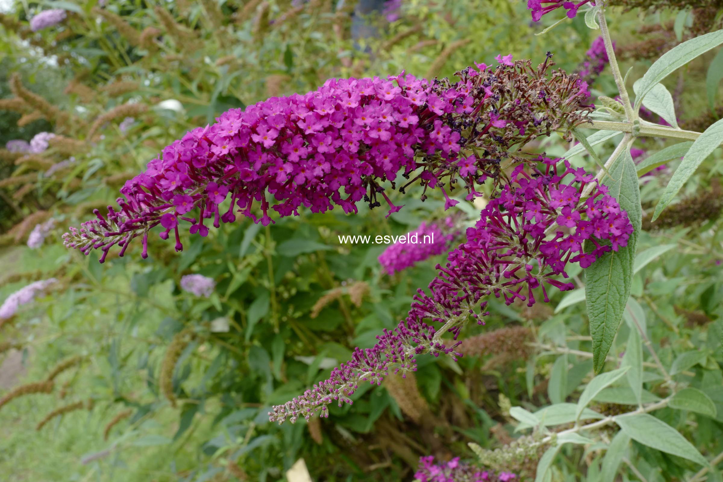 Buddleja davidii 'Attraction' (B2785)