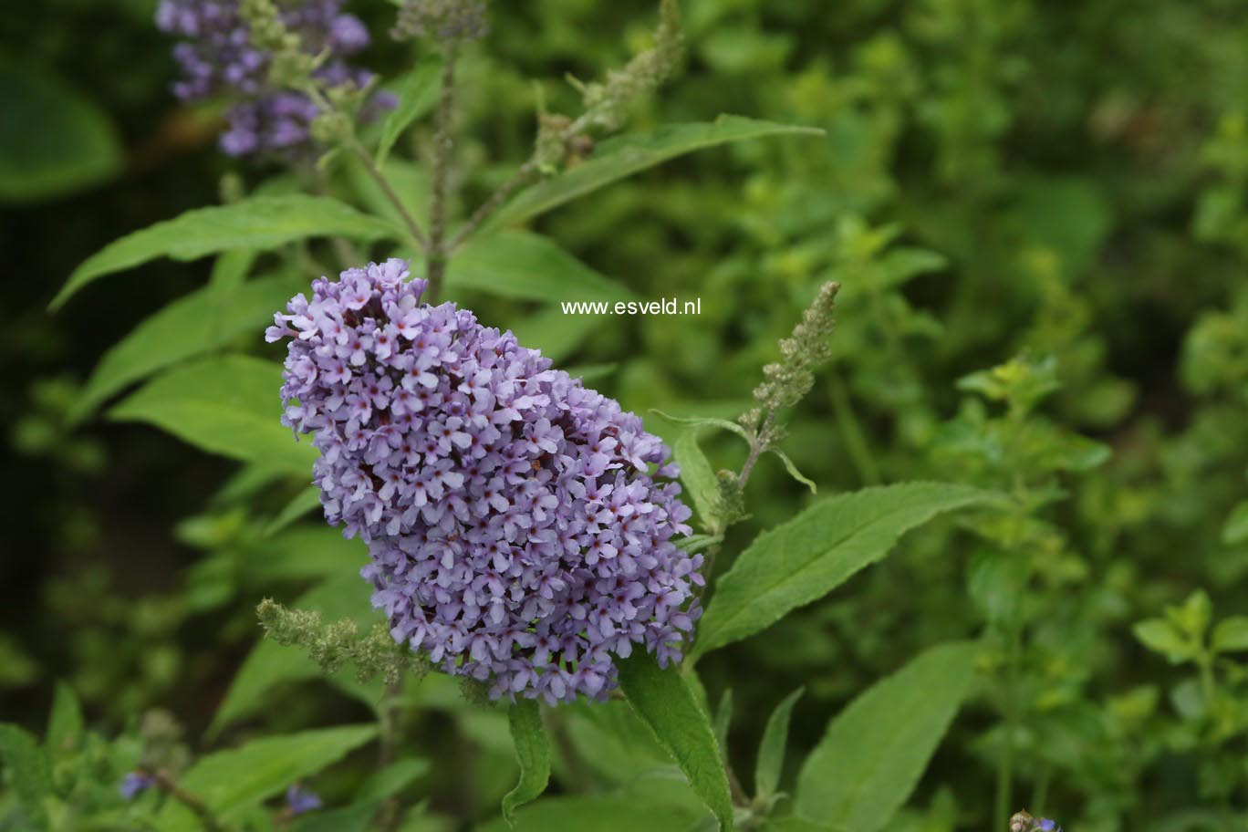 Buddleja davidii 'Blue Chip'