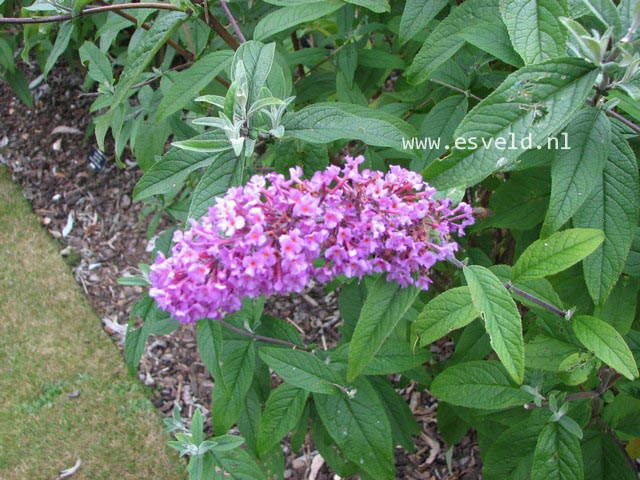 Buddleja davidii 'Border Beauty'