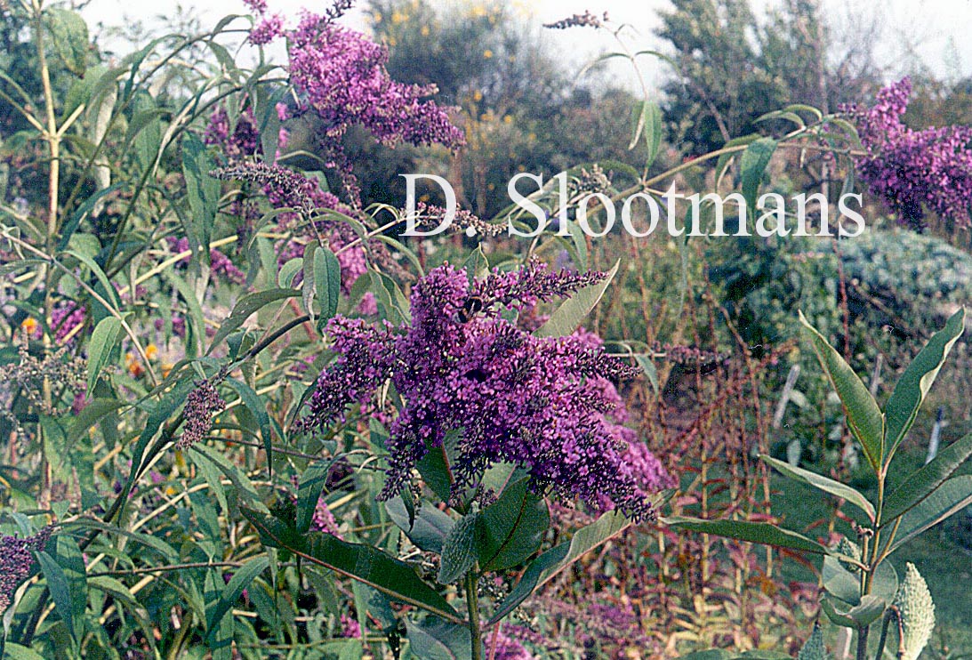 Buddleja davidii 'Dartmoor'