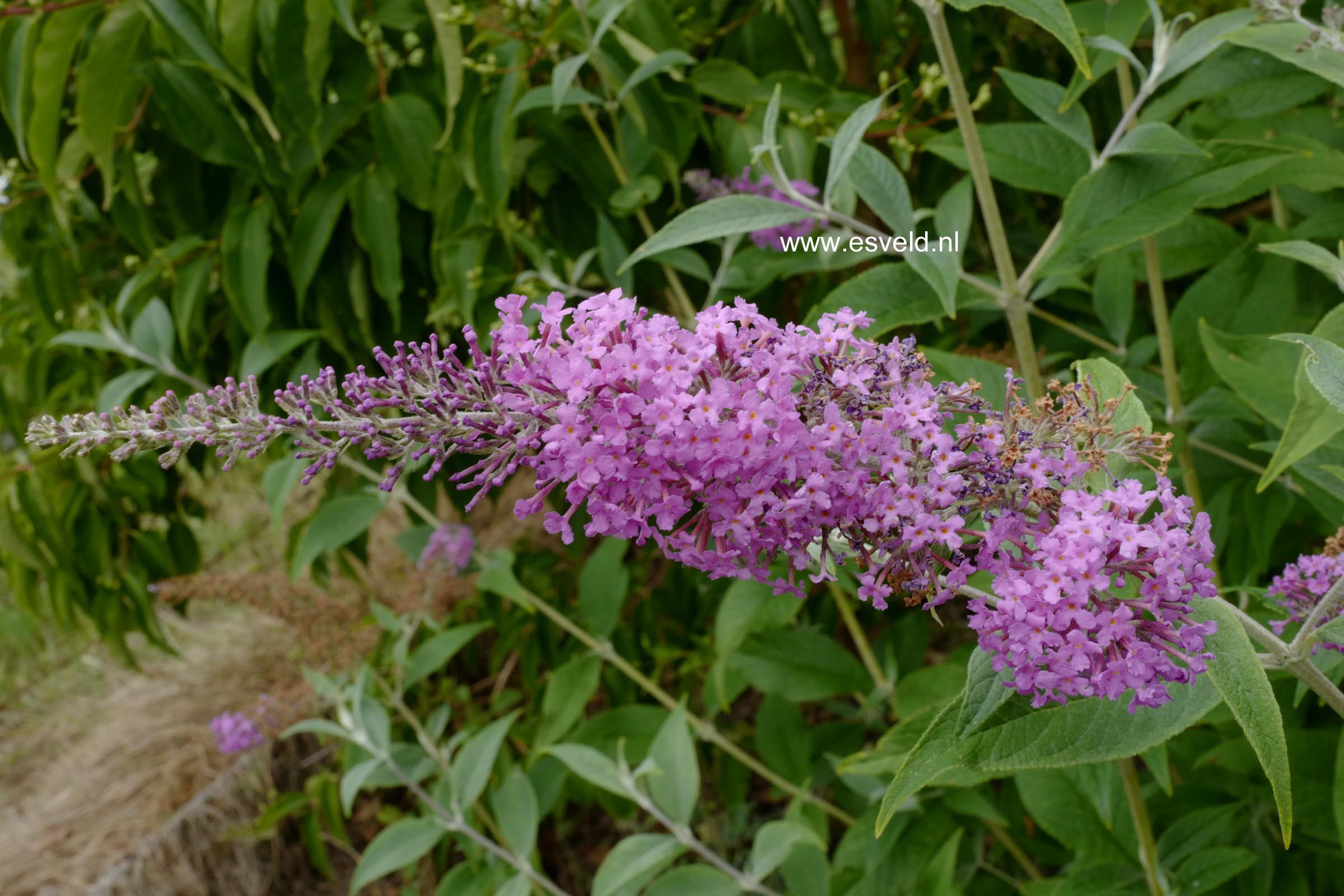 Buddleja davidii 'Ecolonia'