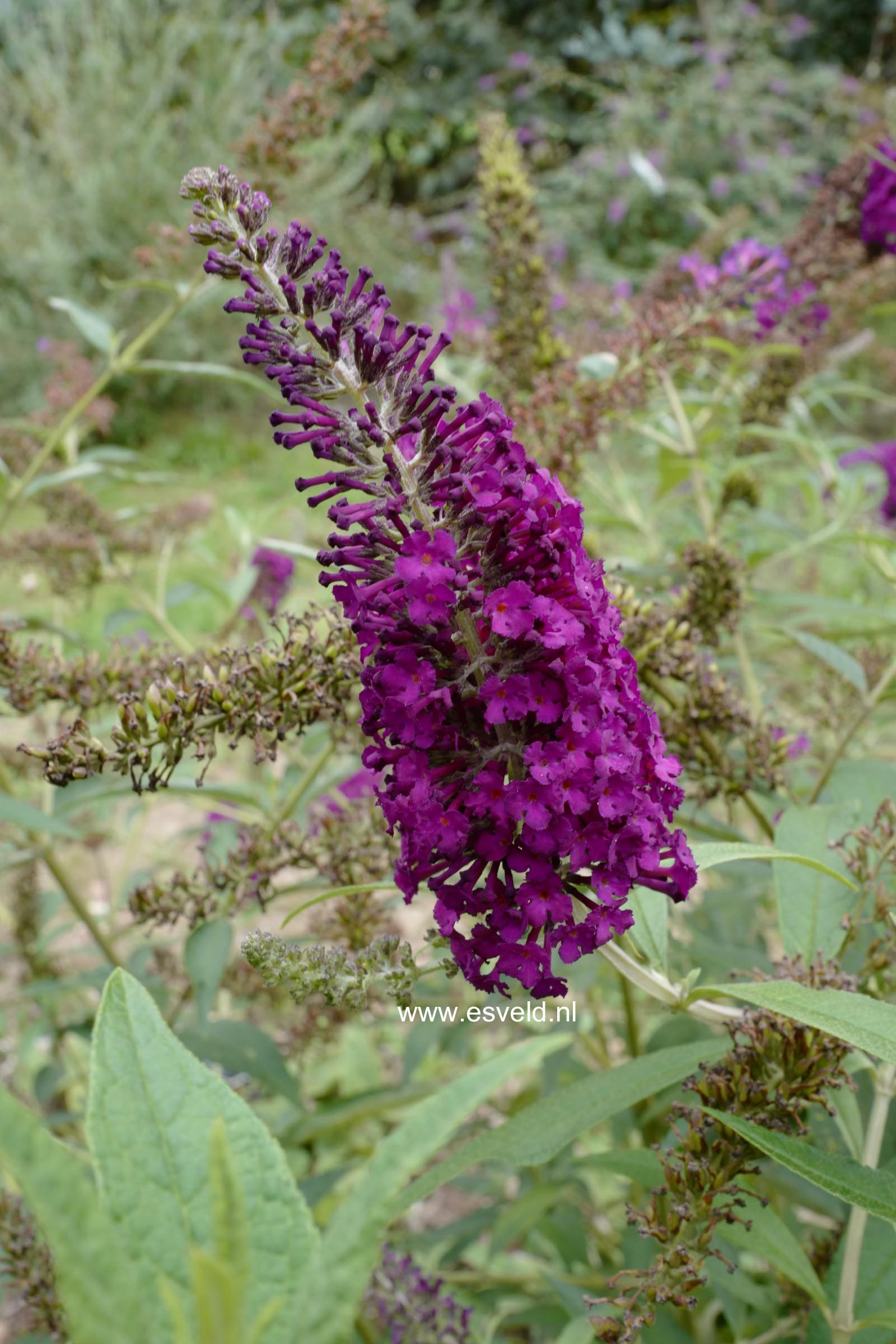 Buddleja davidii 'Empire Blue'