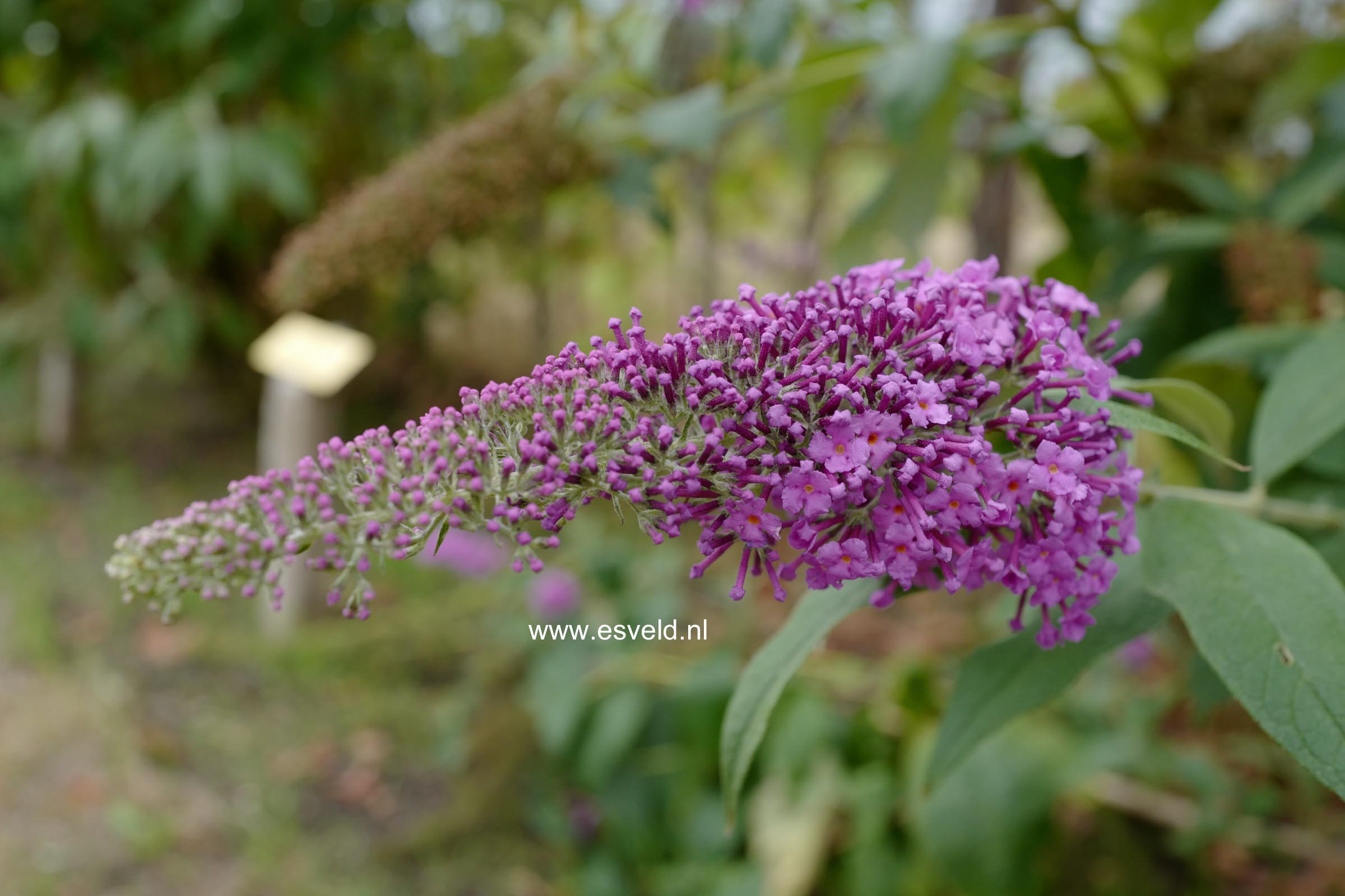 Buddleja davidii 'Minpap' (REVE DE PAPILLON)