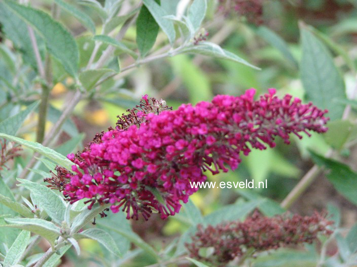 Buddleja davidii 'Miss Ruby'