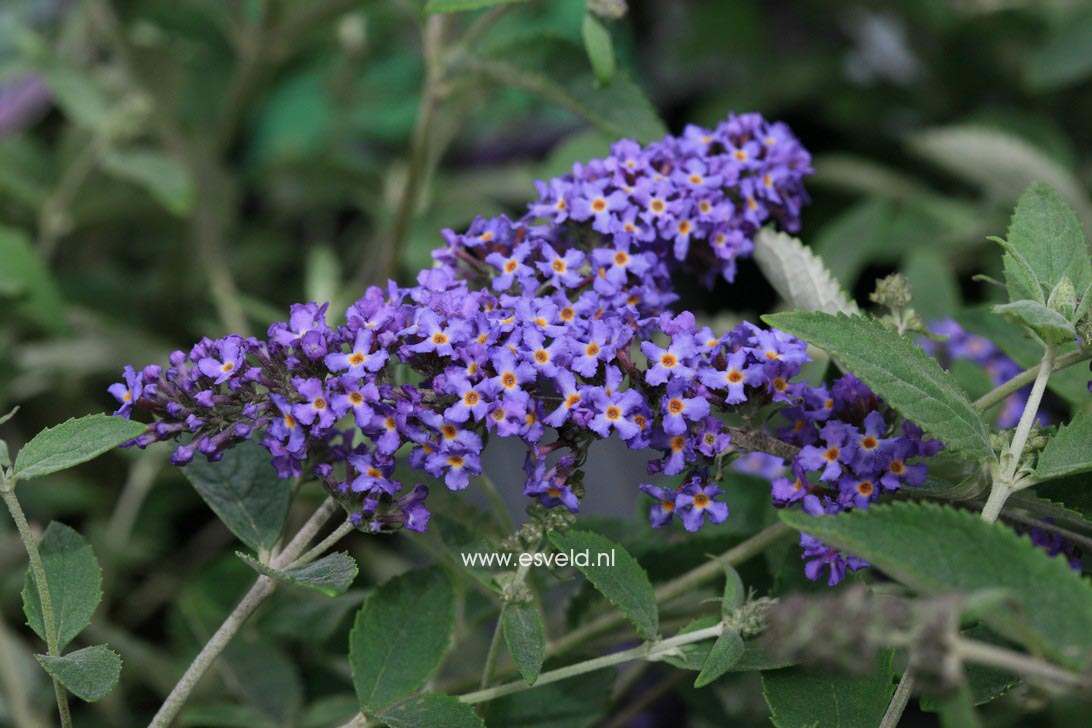 Buddleja davidii 'Podaras8' (FREE PETITE BLUE HEAVEN)